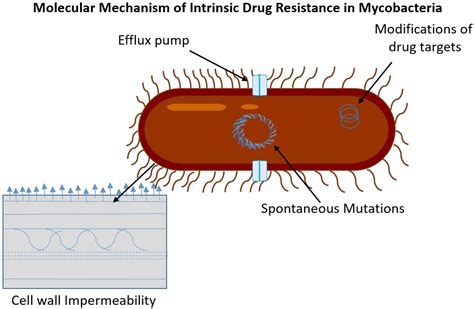 Tools to Alleviate the Drug Resistance in Mycobacterium tuberculosis