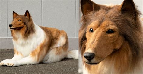 Japanese man spends more than Rs 12 lakh to look like a dog!