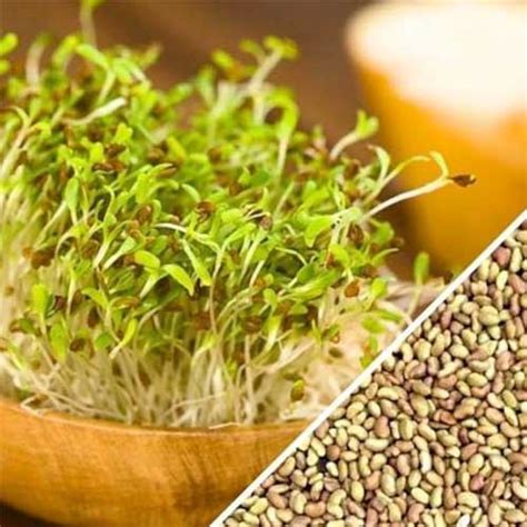 Alfalfa Microgreen Seeds Non-Hybrid Non-GMO – Buy Online Now