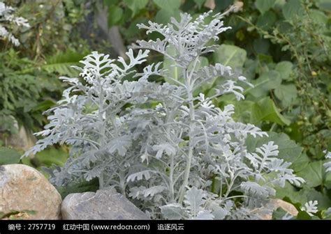 白色叶子的植物高清图片下载_红动中国