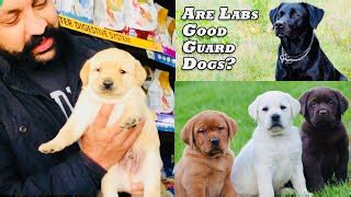 Image result for Labrador Retrievers Good Guarding Dogs