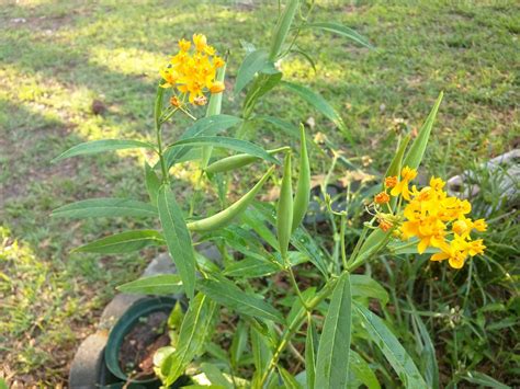 Cody's Plants: Do we have Florida Native Milkweed?