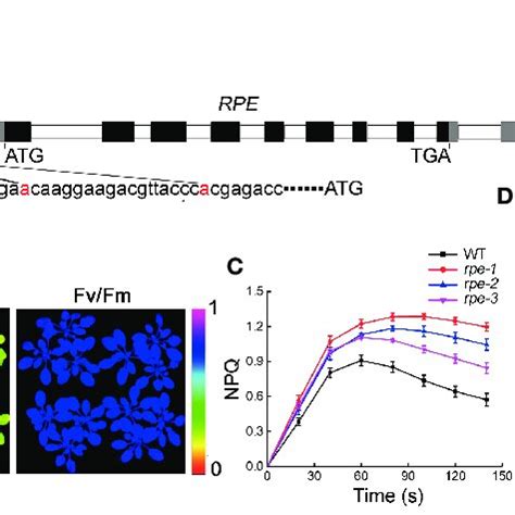 Image result for RPE Hexagonal Structure