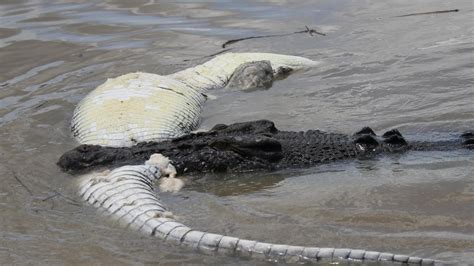 Alien Crocs Eating People 的图像结果