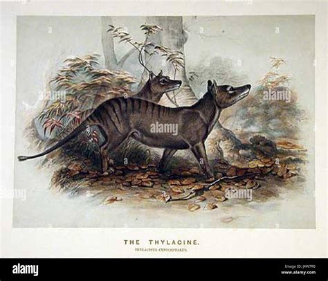 The thylacine, also known as the Tasmanian tiger, was a carnivorous ...