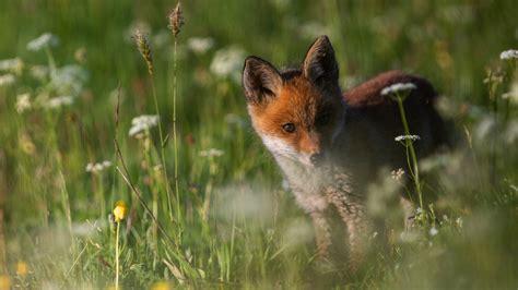 Image result for Windows PowerShell Fox