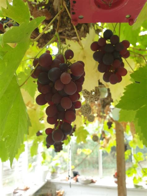 Image result for Easy Homemade Wine Using Grapes