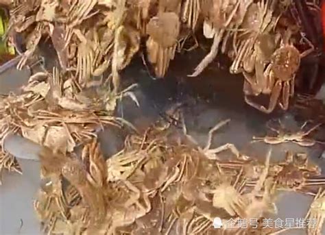 澳洲海蟹泛滥，一张渔网打捞到上千吨螃蟹，网友：这才叫大场面