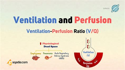 What Is Ventilation-Perfusion Coupling Quizlet at Layla Nankervis blog