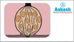 Tongue: Location, Structure, Functions, Conditions Affecting Tongue ...
