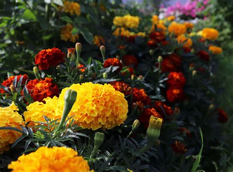Different Types Of Flowers Marigold
