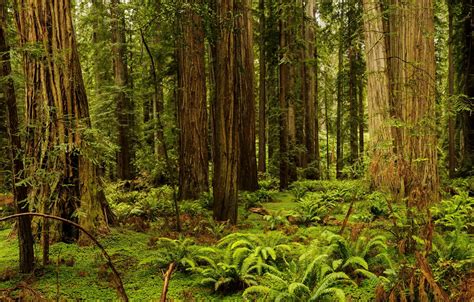 Wallpaper forest, grass, trees, CA, USA, fern, Redwood National And ...