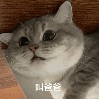 你有问题表情包猫gif,猫你不对劲gif - 伤感说说吧