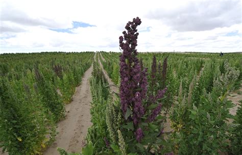 What Is Quinoa? A Breakdown For Those Of Us Who Eat It But Don't Truly Understand It | HuffPost Life