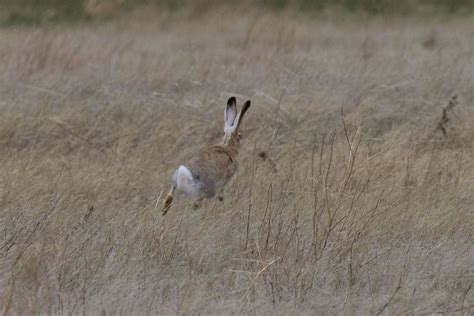 A Field Guide to Jackrabbits - Cool Green Science