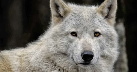 Image result for Timberwolf Facts