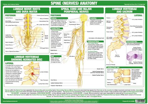 Spinal Nerves