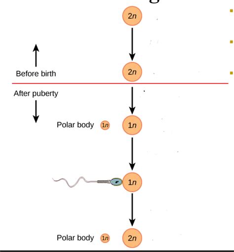 Image result for Oogenesis Animation