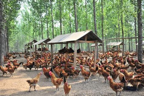 农村女子超市打工意外发现商机，回家创业养鸡，一年收入4000万