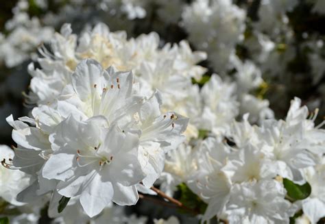 What's In Bloom | Park Authority