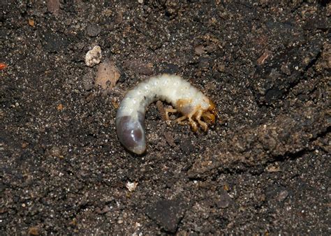 Are Grub Worms Bad For Dogs