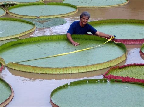 WHAT IS THE WORLD'S LARGEST LEAF? |The Garden of Eaden