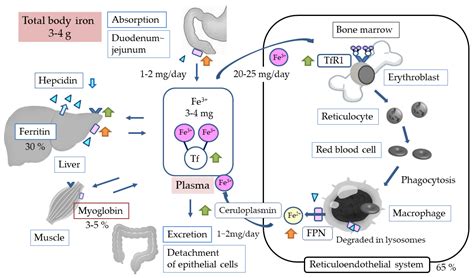 Hypoxia-Inducible Factor Prolyl Hydroxylase Inhibitors and Iron Metabolism