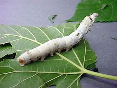 Image result for Silkworm