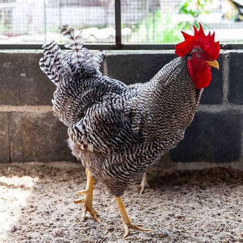 20 Best Meat Chicken Breeds (Pros & Cons)