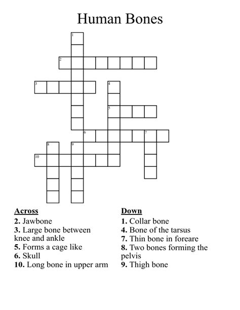 Human Bones Crossword - WordMint