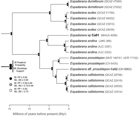 Diversity | Special Issue : Systematics and Conservation of Neotropical ...