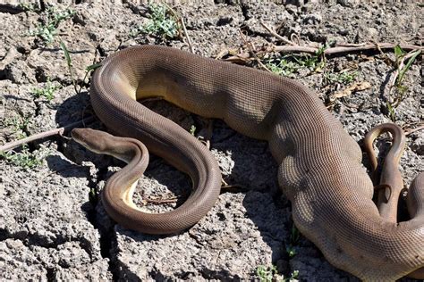 Regurgitates Python 的图像结果