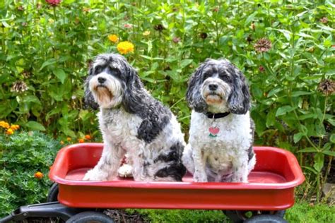 Image result for Cost for Cockapoo