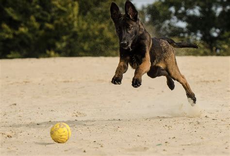 Impulse Control Exercises for Dogs 的图像结果