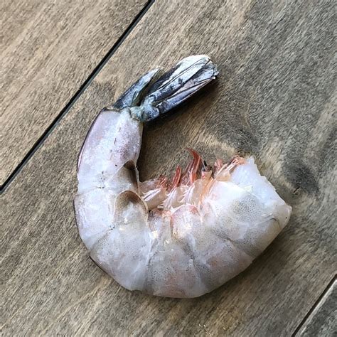 Image result for Shrimp Shell