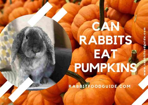 Can Rabbits Eat Carrots? Everything Rabbit Owners Need to Know for a ...