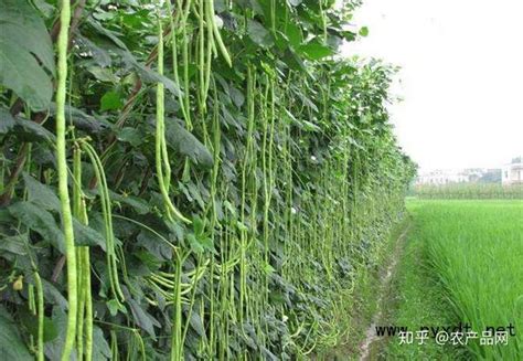 农业栽培：豇豆高产栽培的技术 - 知乎