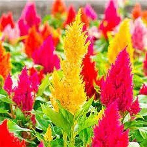 MAA Celosia Dwarf, Cockscomb Seed Price in India - Buy MAA Celosia ...