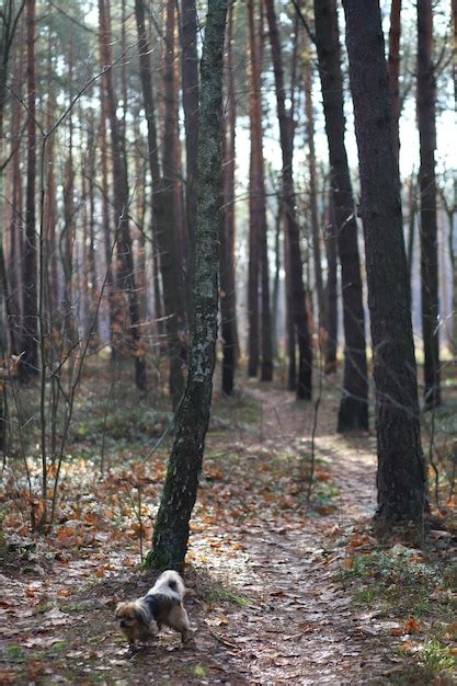Walk-In Nature 的图像结果
