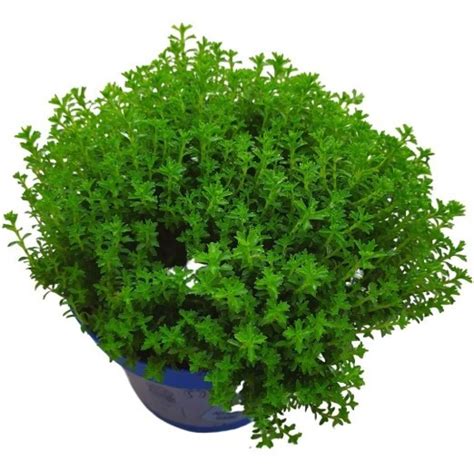 Veronika, Ehrenpreis ‘Mix’ | 12 cm Topf – Nimmervoll … Ihr Fachmarkt ...