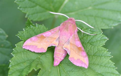 Elephant Hawk Moth Facts (Deilephila elpenor)