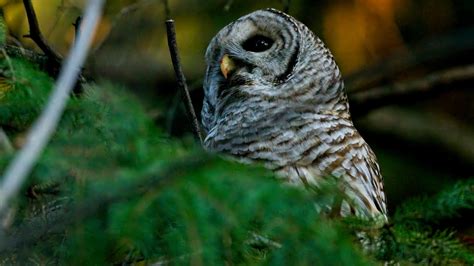 Some of the major changes taking place under trump, more Ozzie ...