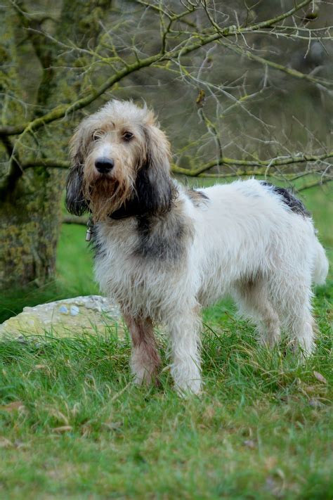 Grand Basset Griffon Vendéen: Tout savoir sur cette race - DogsPlanet.com