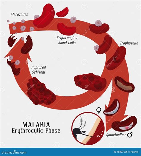 Simple Plasmodium Life Cycle