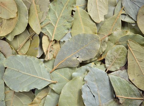 Comment bien conserver les feuilles de laurier