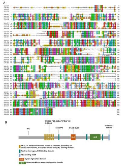 SAPAP Scaffold Proteins: From Synaptic Function to Neuropsychiatric ...