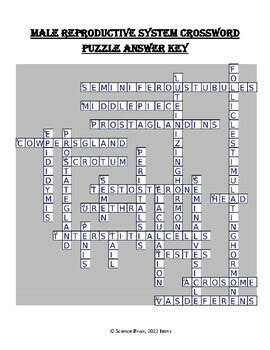 Male Reproductive System Crossword Puzzle (High School Sexual Reproduction)