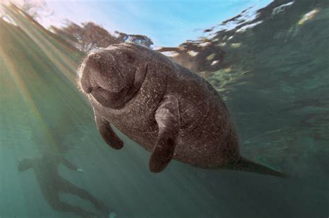 Tracking manatee evolution over 47 million years - Earth.com
