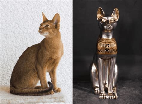 Image result for Types of Cats