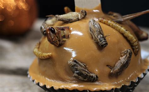 Chocolate Covered Edible Insects